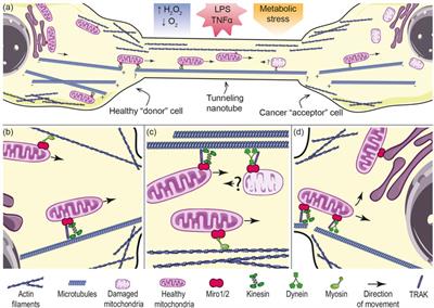 Miro proteins and their role in mitochondrial transfer in cancer and beyond